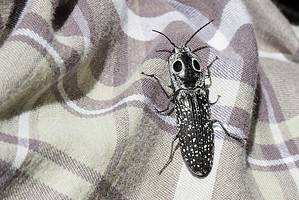 10 Interesting Beetles in Texas Picture
