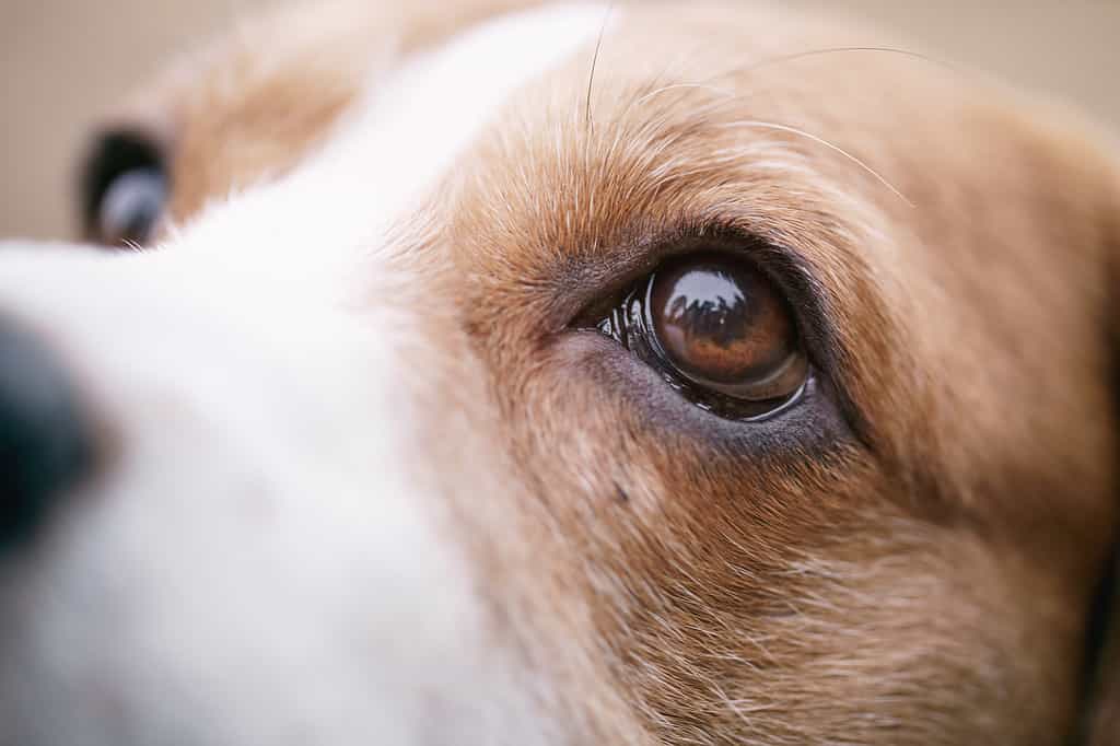 closeup portrait of tricolor beagle dog, focus on the eye