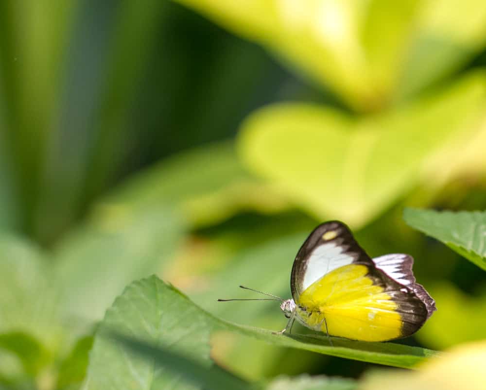 yellow butterfly resting on a plant