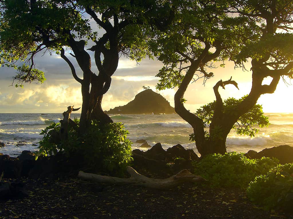 Beautiful Hawaiian sunrise with island and trees on Maui shore - landscape color photo