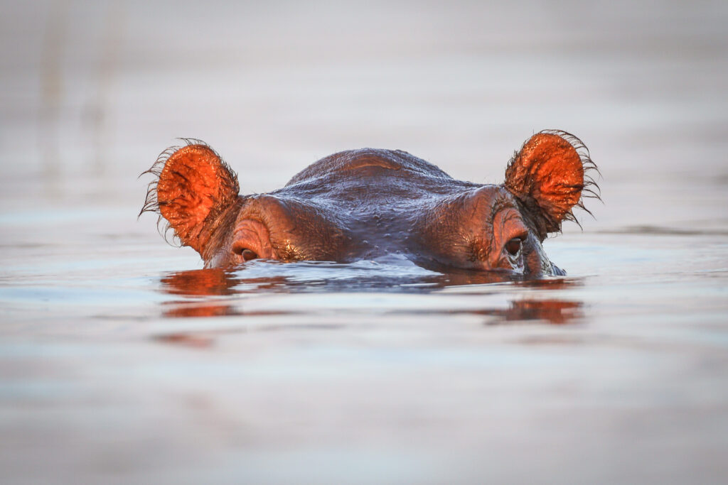 Hippos are multiplying in a very unlikely place: Colombia, South America.