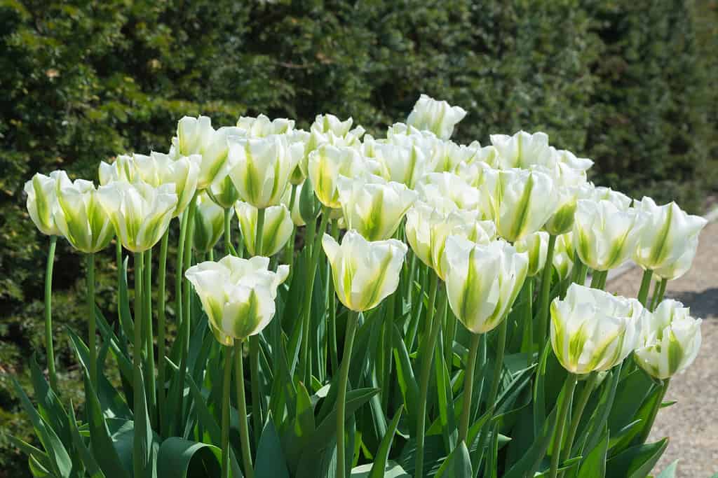 Tulip spring green
