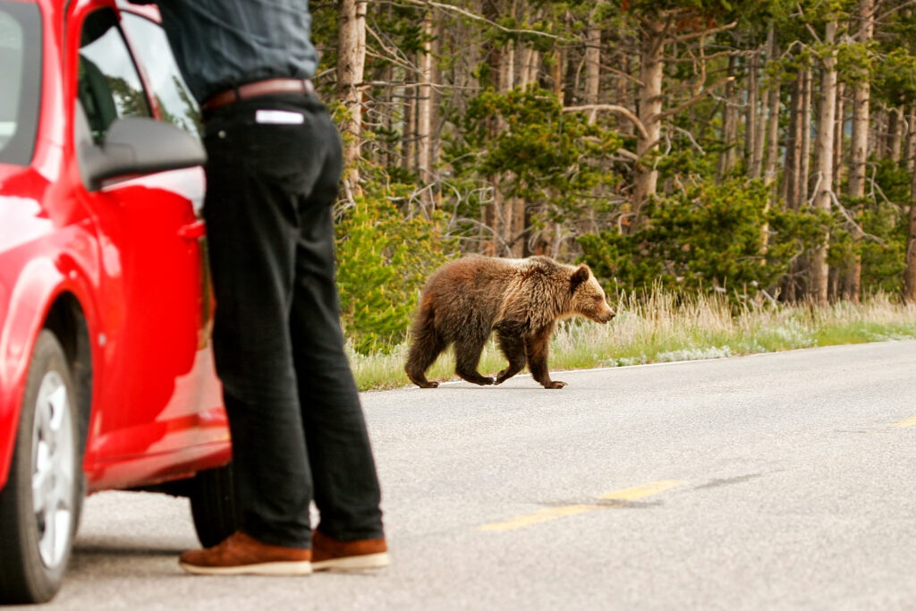Young Grizzly bear crossing road in Yellowstone National Park, Wyoming