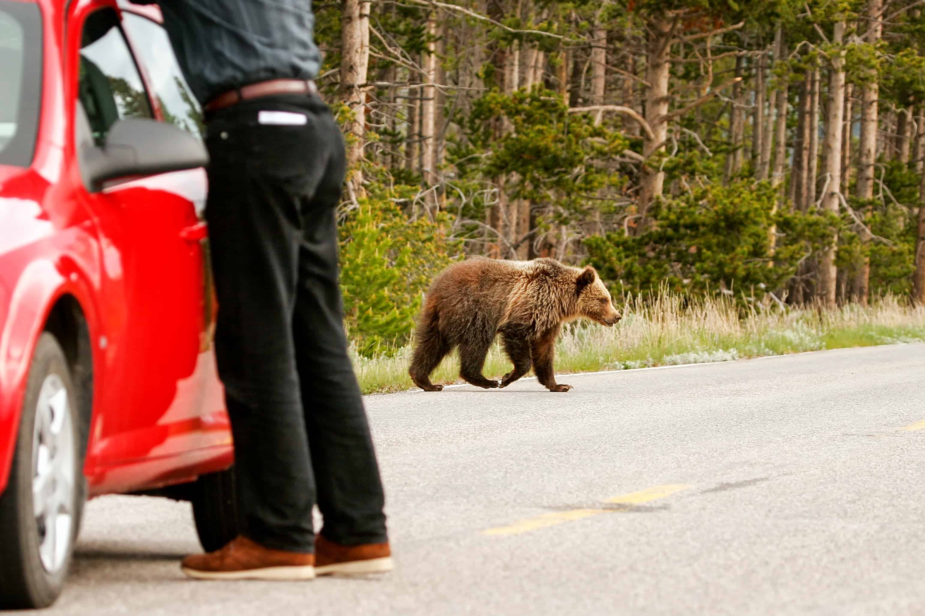 Watch This MegaSized Bear Mercilessly Drag a Moose Off the Highway A