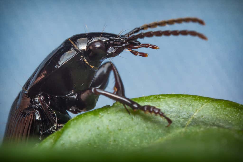 Cedar Beetle - Types of Black Beetles