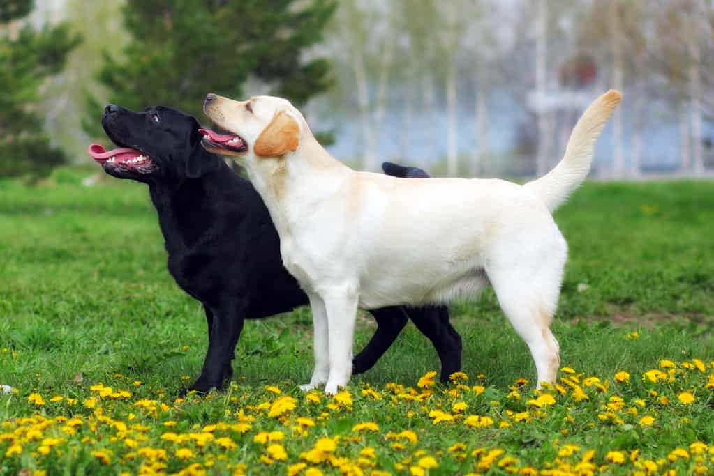 Two Labradors in a field. 