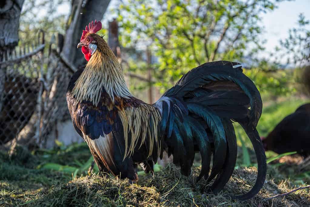 Golden Phoenix rooster on the traditional rural farmyard. Free range poultry farming