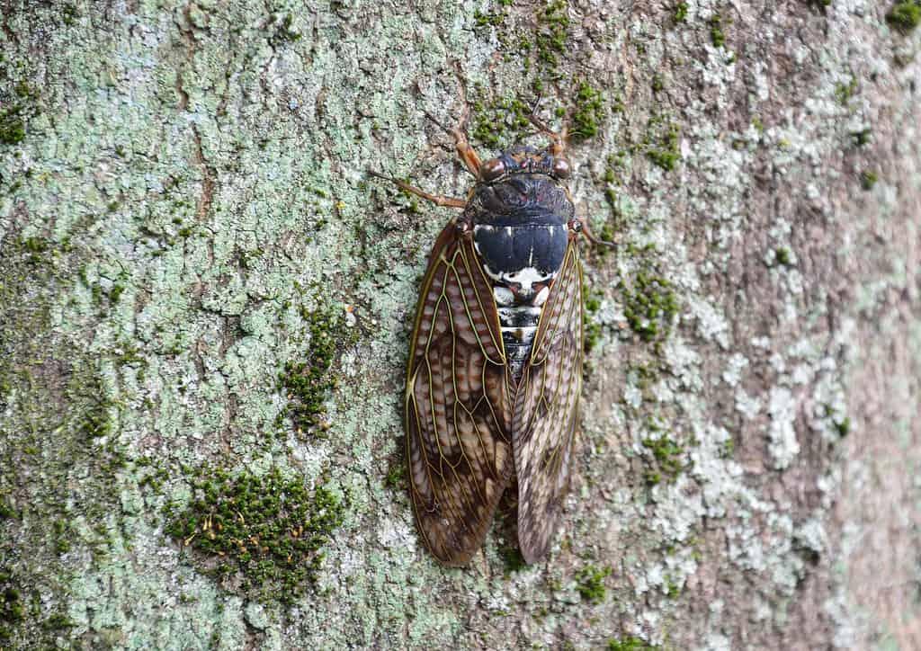 Large Brown Cicada (Graptopsaltria nigrofuscata)