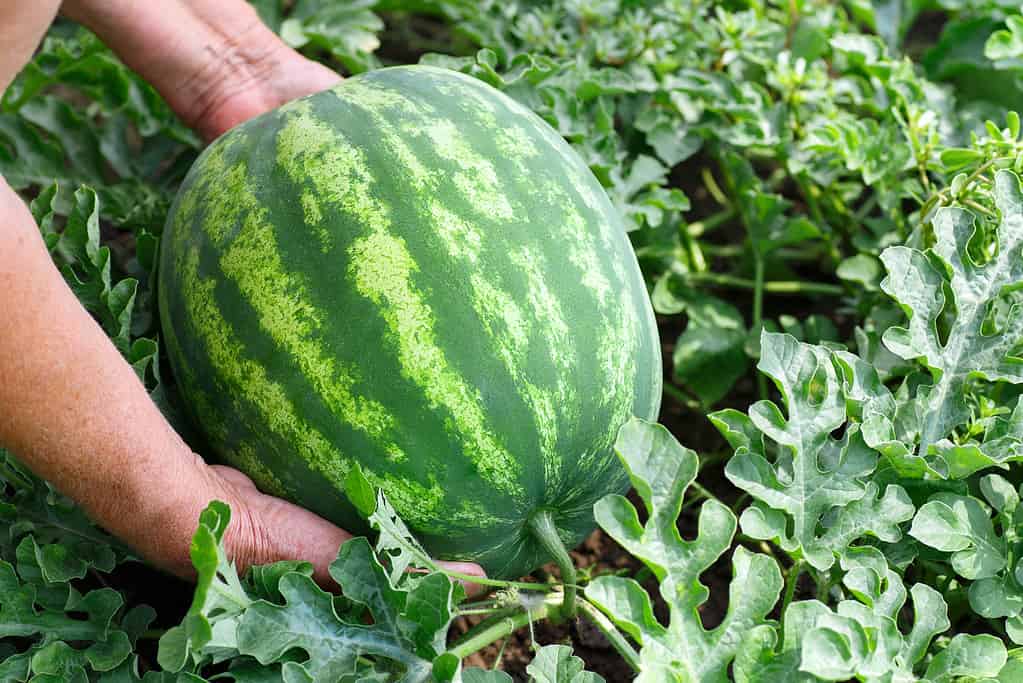 Hands of woman with watermelon growing in the garden