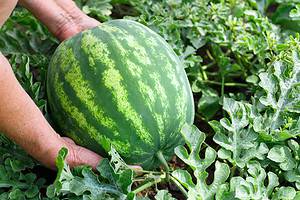 How to Grow Watermelon: Your Complete Guide Picture