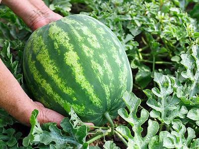A How to Grow Watermelon: Your Complete Guide