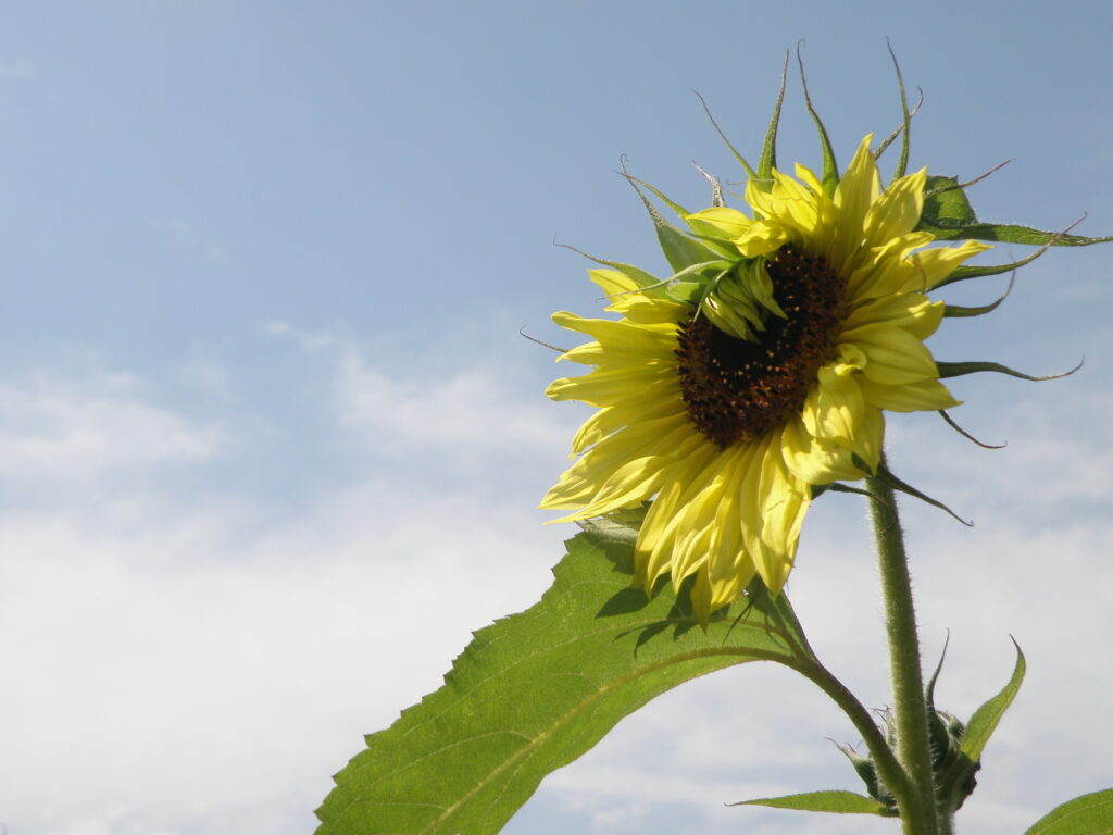 types of sunflowers: Bashful sunflower