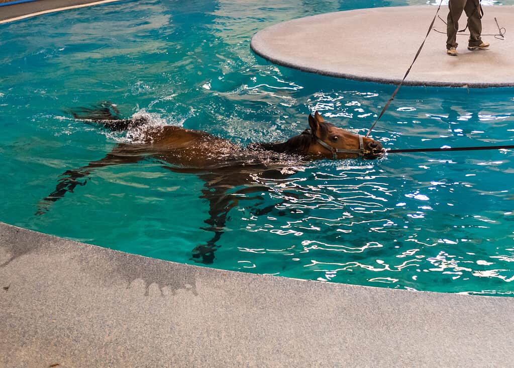 Horse Swimming for Horse Pool Rehab