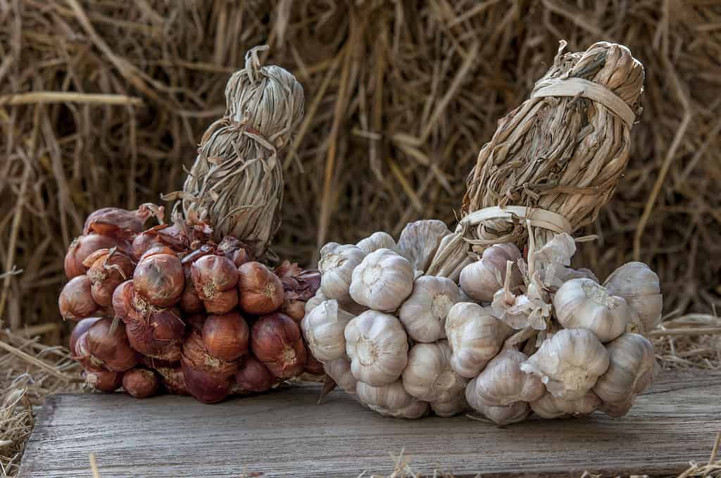 Garlic and onions are a vegetable garden and agricultural use to cook a delicious aroma.