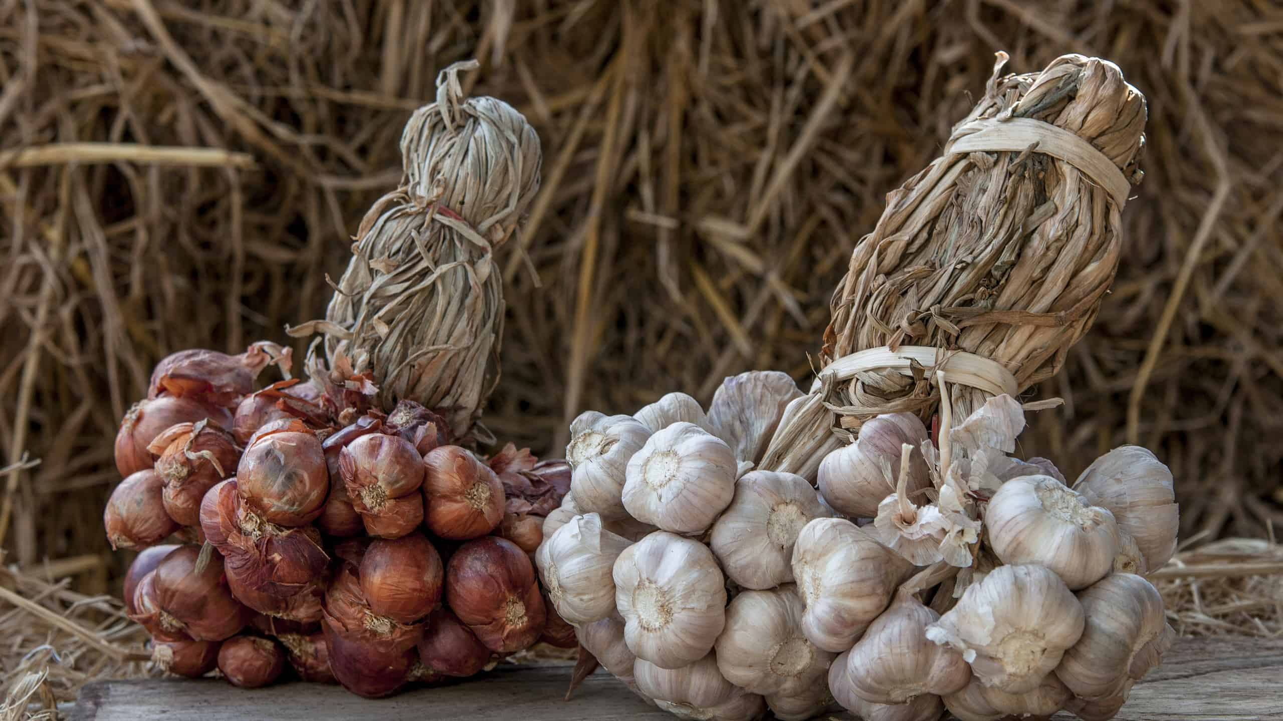 Garlic and onions are a vegetable garden and agricultural use to cook a delicious aroma.