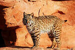 Bobcat (Lynx rufus) standing on red rocks.