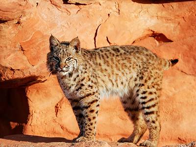 A Bobcats in Arizona: How Many Are There and Where Do They Roam?