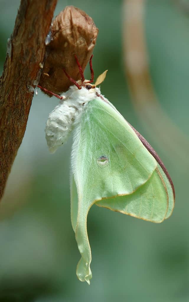 Emergent luna moth. Cocoon is still attached to a slender branch. The moth is pale green and white, The cocoon is brown.