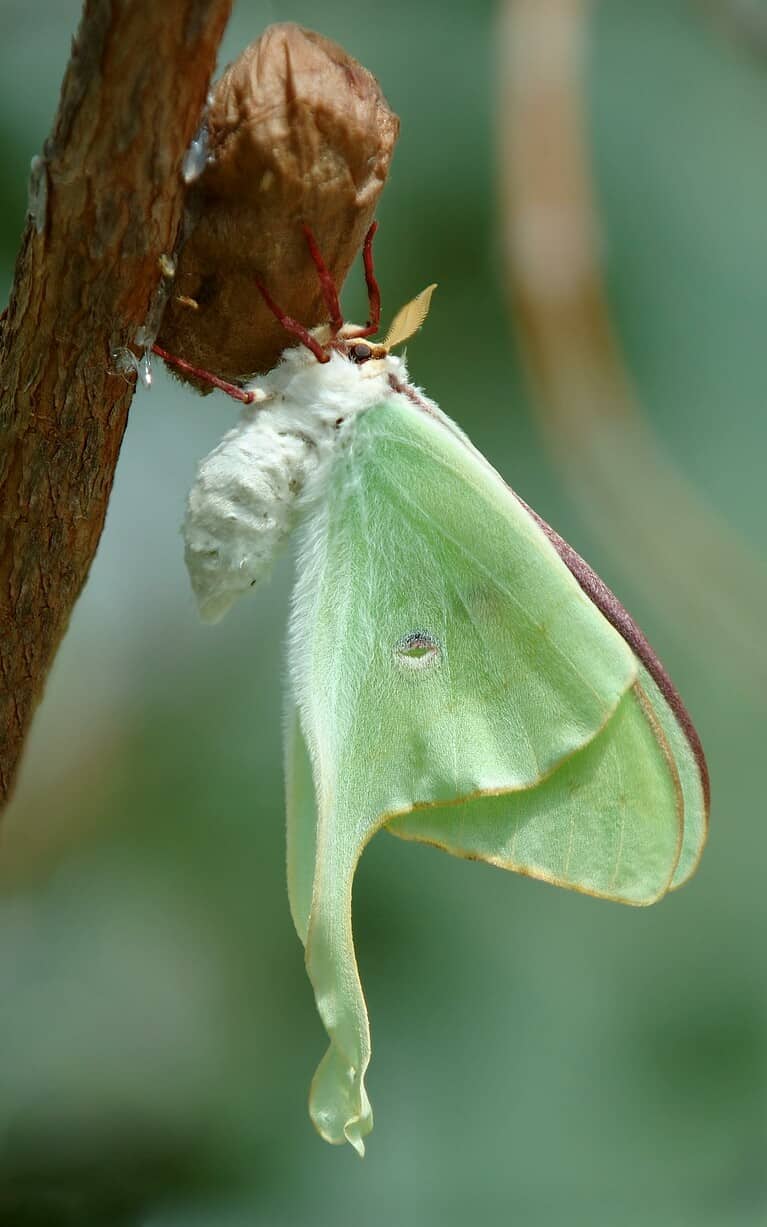 Why Seeing the Rare Luna Moth is a Sign of Good Luck - A-Z Animals