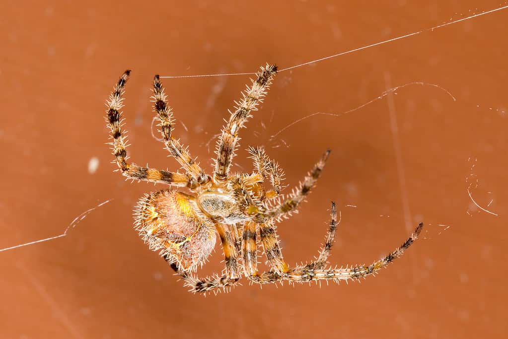 Texas orb-weaver spider on a web