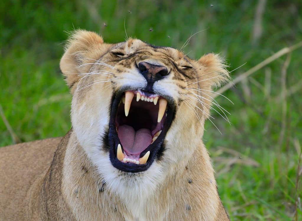 Closeup of a lion yawning exposing canine teeth. It is a female lion. She is mostly light gold with white fur around her wide-open mouth.
