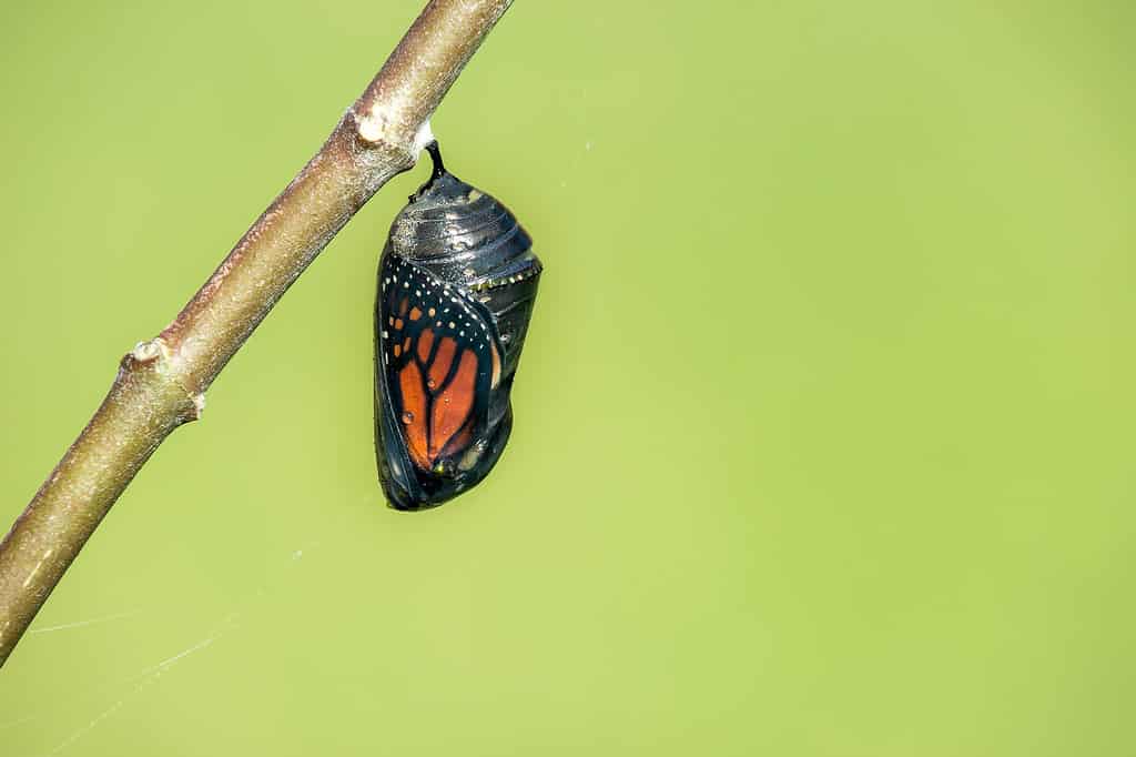 Monarch Butterfly Chrysalis