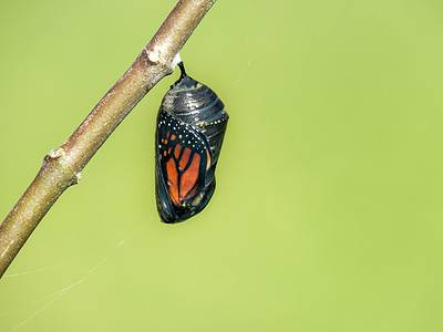 Chrysalis A Z Animals