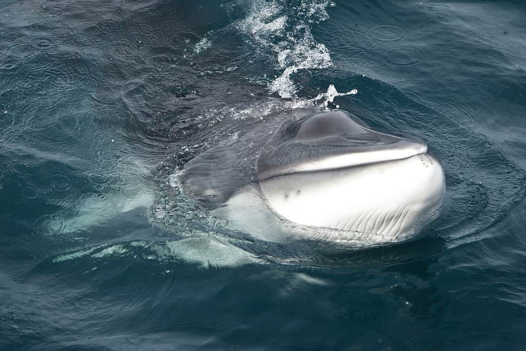 Minke Whale in Antarctica