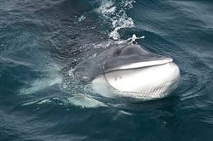 Minke Whale - A-Z Animals