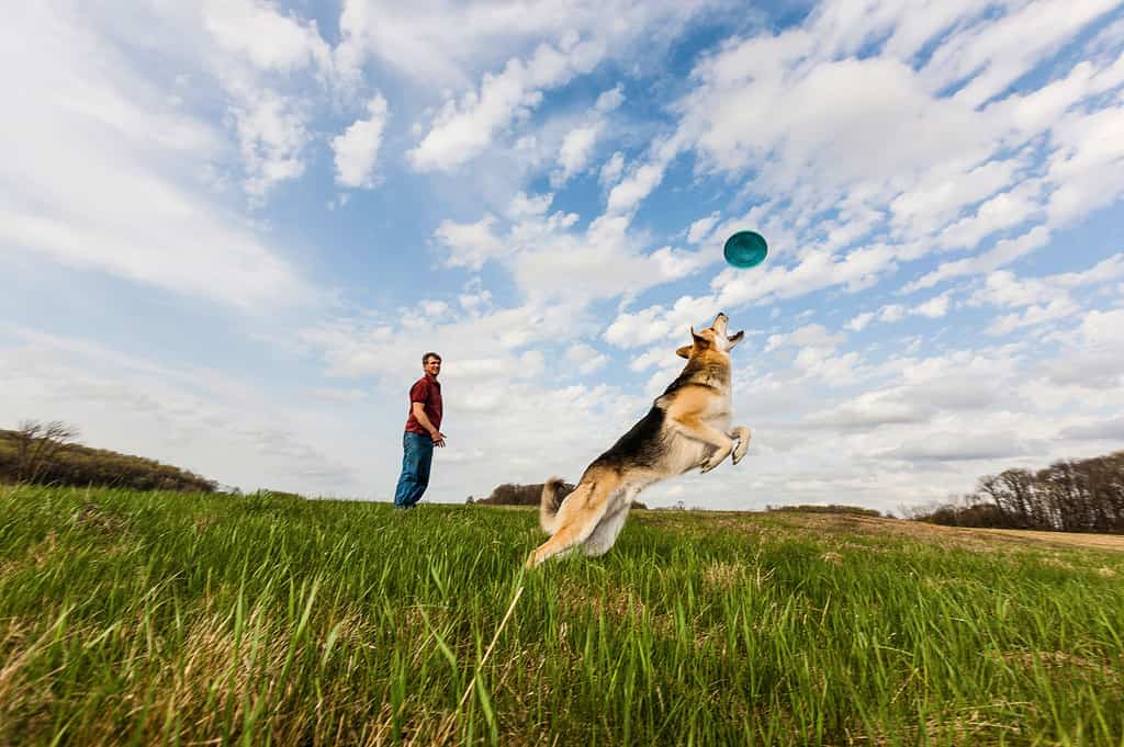 Alsatian