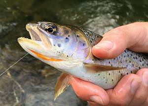 Discover the Official State Fish of Utah (And Where You Might Spot It This Summer) Picture