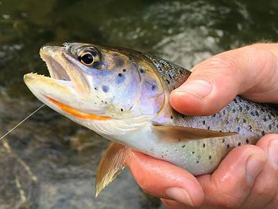 A Discover the Largest Bonneville Cutthroat Ever Caught in Idaho
