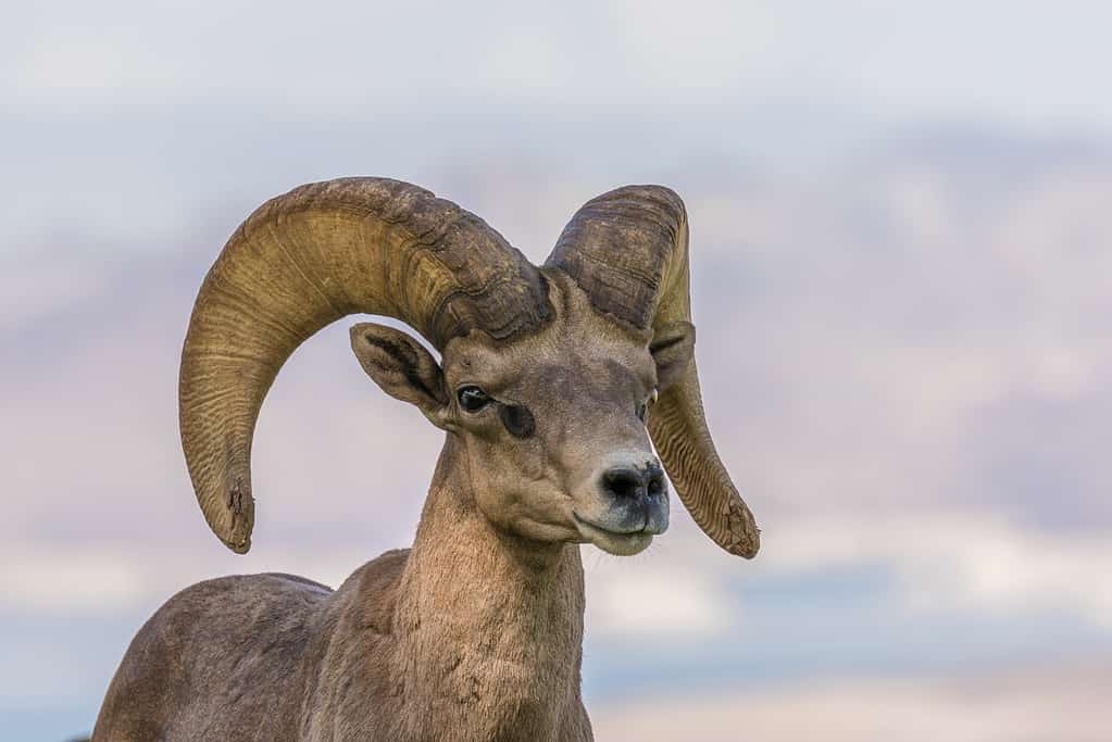 The desert bighorn sheep is the state animal of Nevada.