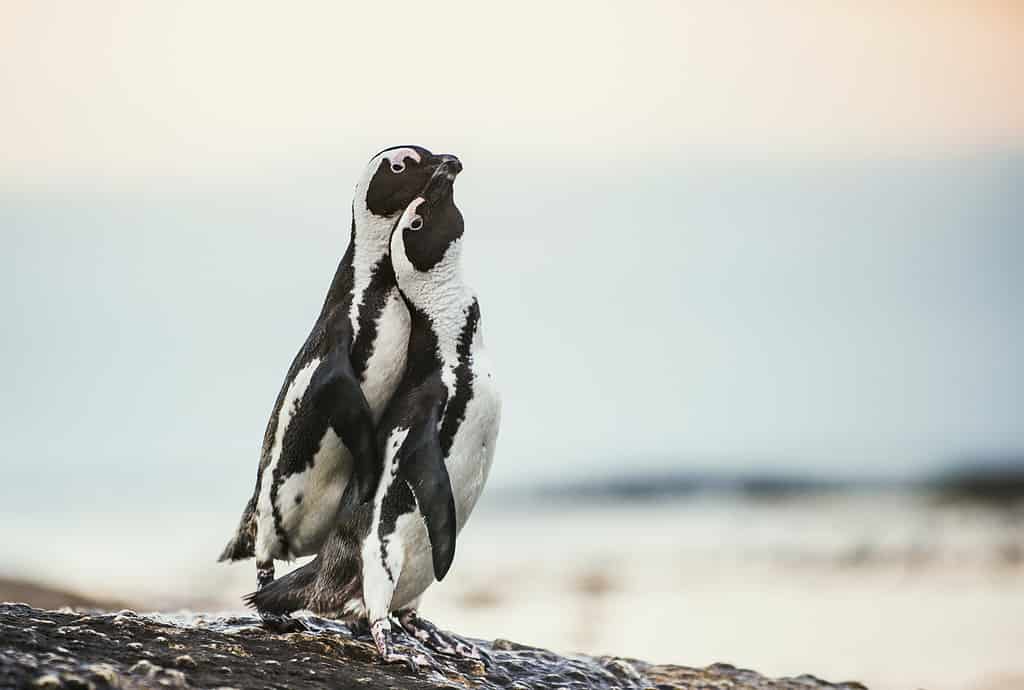African penguins during mating season
