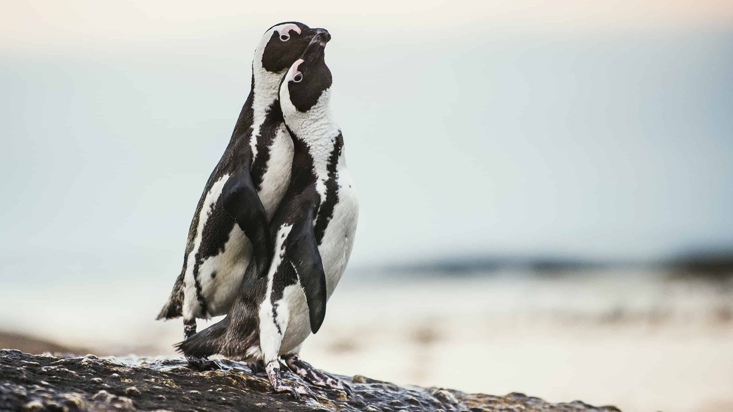 African penguins during mating season