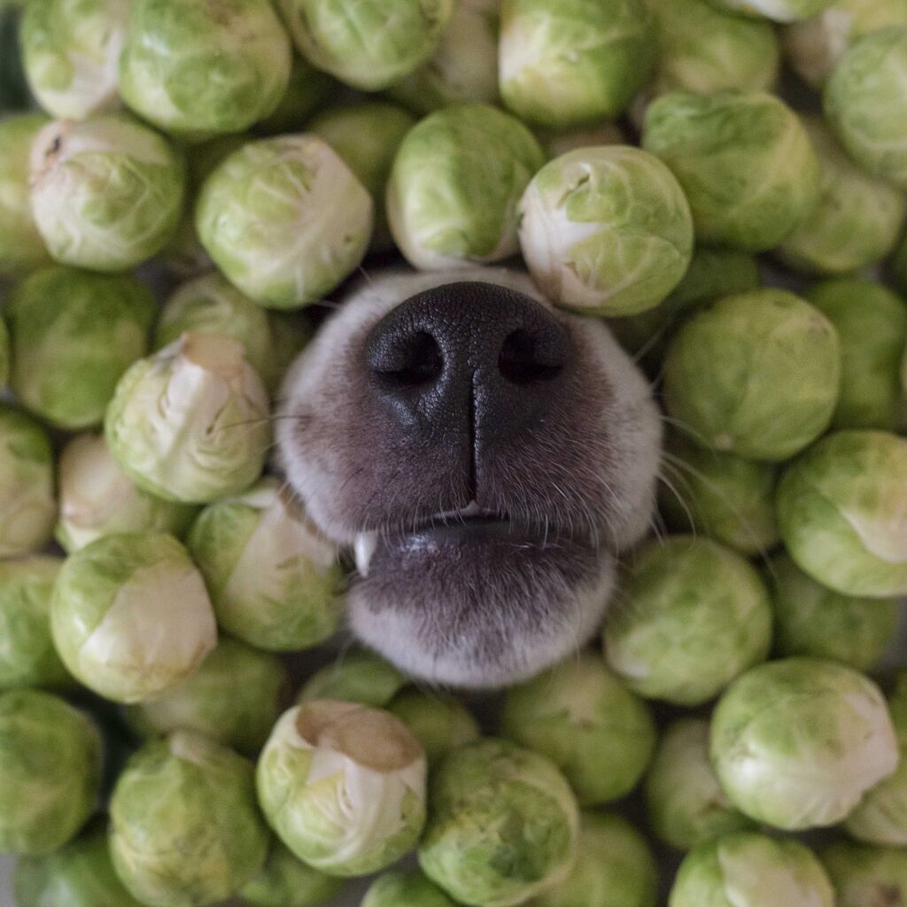 Brussels sprouts are great for dogs in moderation