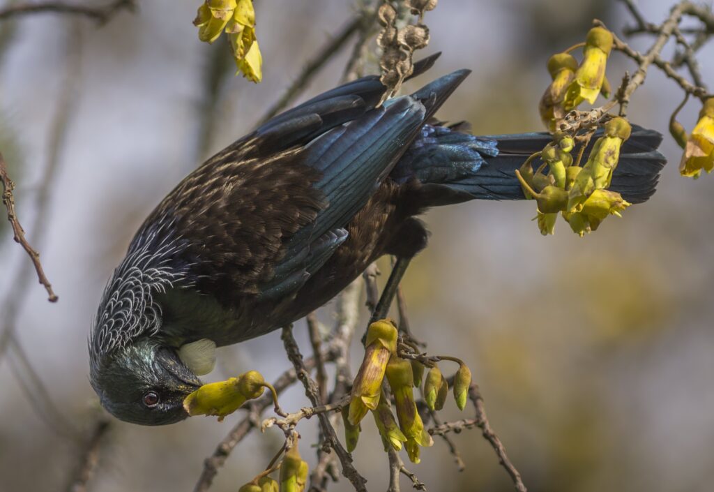 The Tui, an endemic passerine bird of New Zealand, feeds on a Kowhai tree.