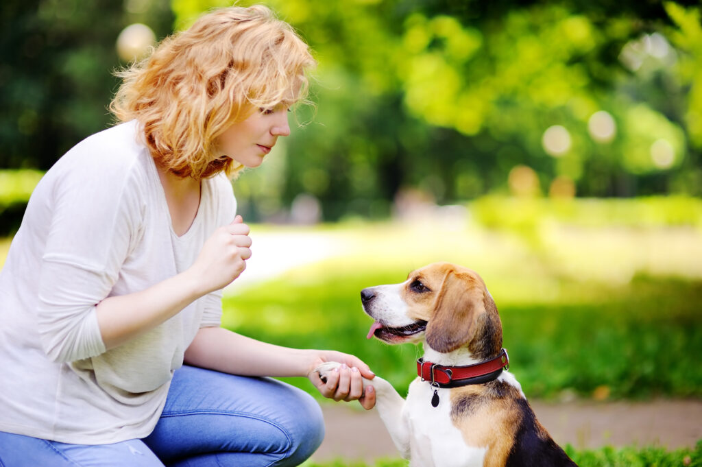 Young woman with Beagle dog in the summer park. Obedient pet with his owner practicing paw command