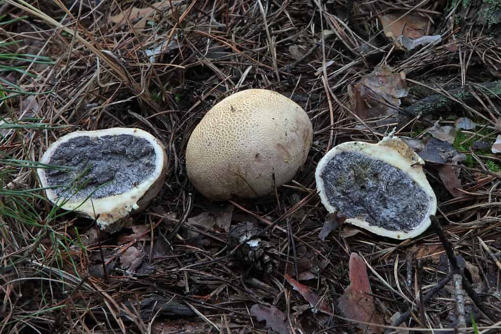 Scleroderma toxic false puffball poison pigskin puffball
