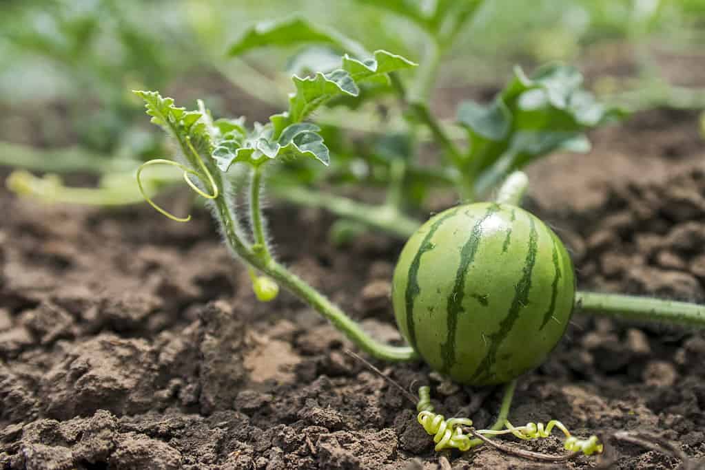 watermelon growing in the field