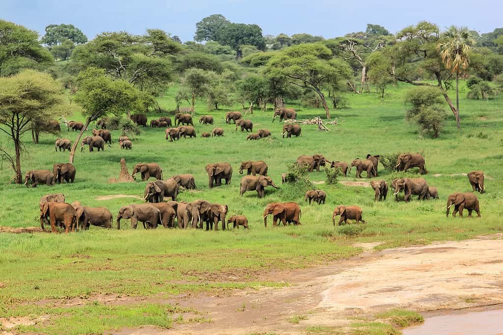 Tarangire National Park is within driving distance from Singida