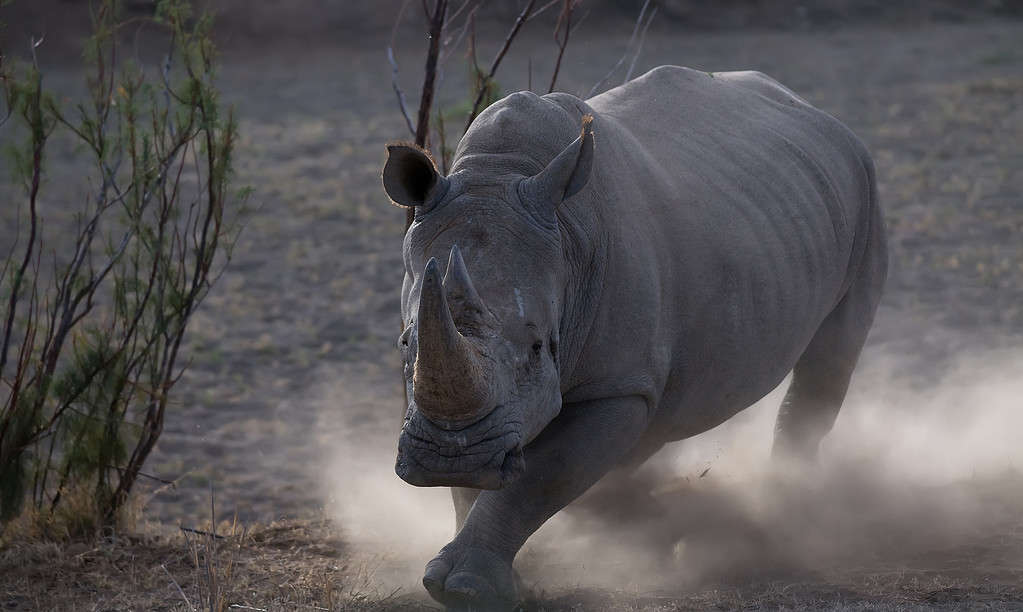 Rhino charging with dust