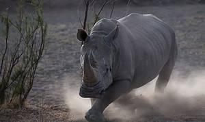 Seasoned Safari Guide Halts a Charging Rhino With the Engine of His Jeep Picture