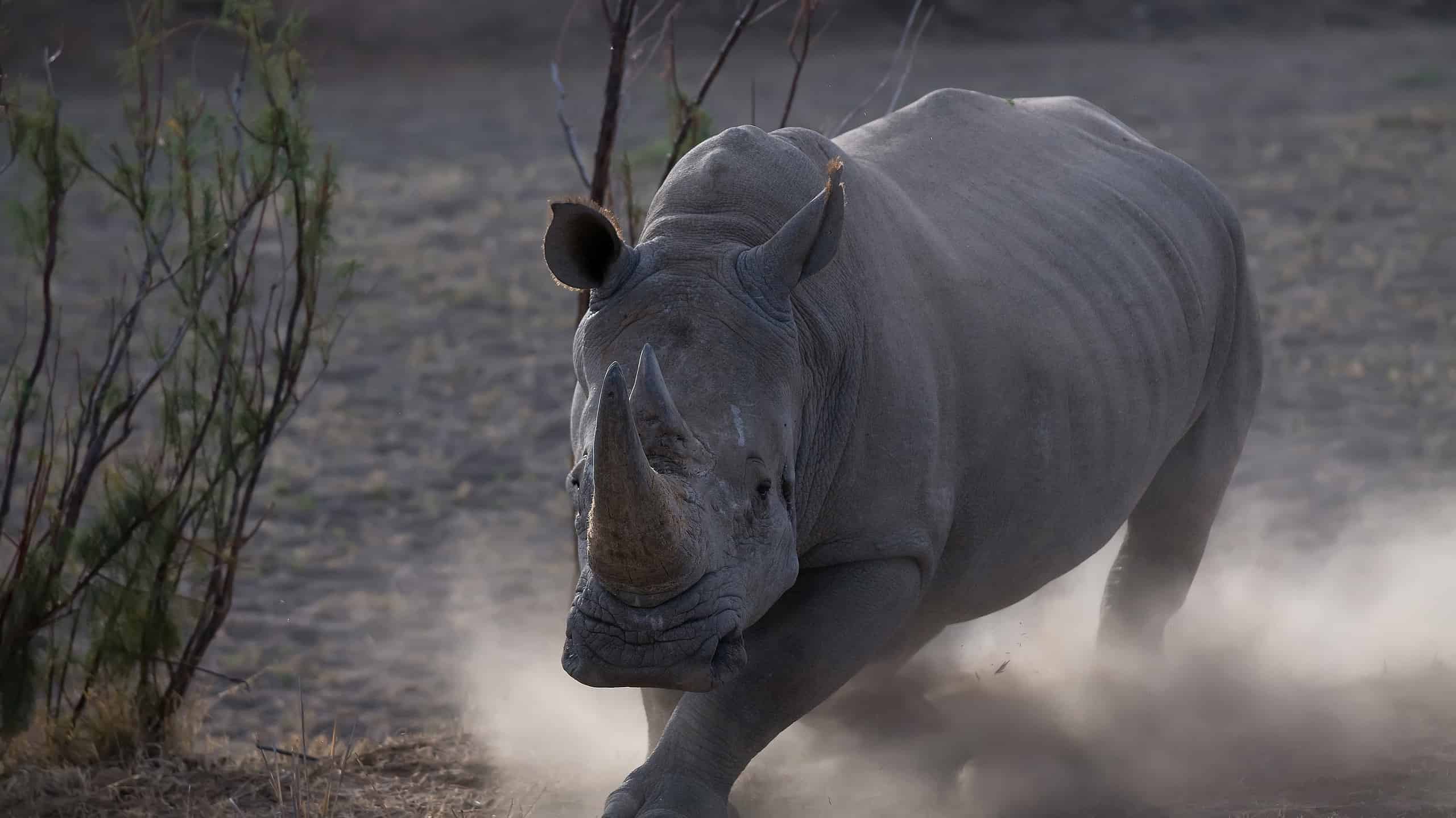 Rhino charging with dust
