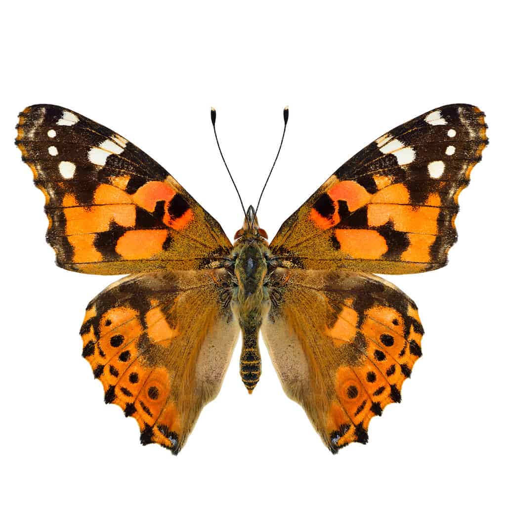 painted lady butterfly on a white background lives in Florida