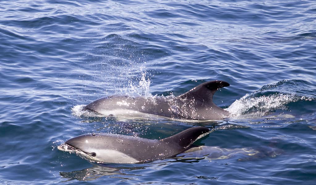 Two Atlantic white-sided dolphins swimming in the ocean.