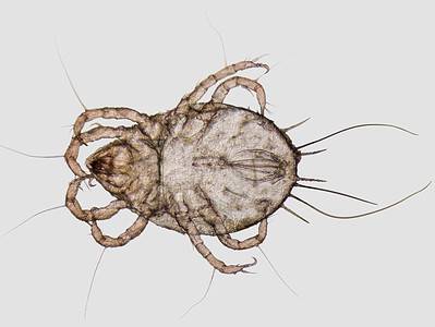 A 8 Bugs That Look Like Lice (Know the Difference)