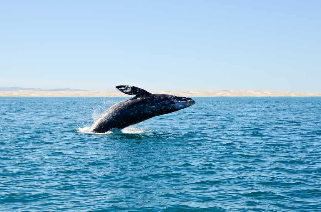 Breaching Gray whale