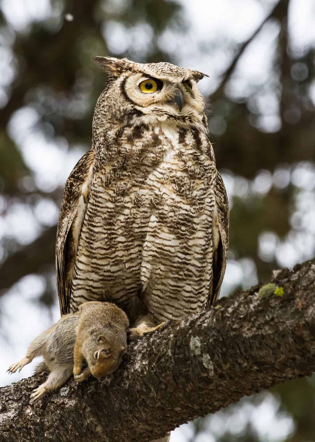 Discover the Largest Owl in Florida And Its 5 Foot Wingspan