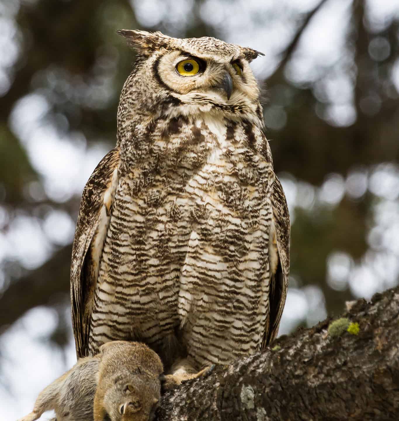 Discover the Largest Owl in Florida And Its 5 Foot Wingspan